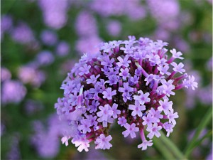 Verbena-european-verbena-herb-Verbena-officinalis-50-Seed-particles